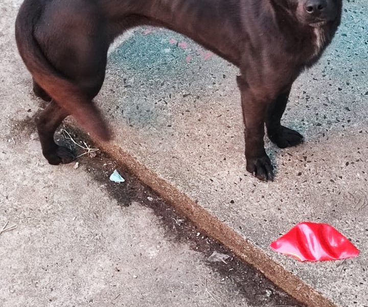 Puque e Belinha (Adoção Urgente)