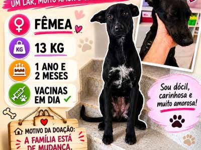 Titi (Adoção Urgente)