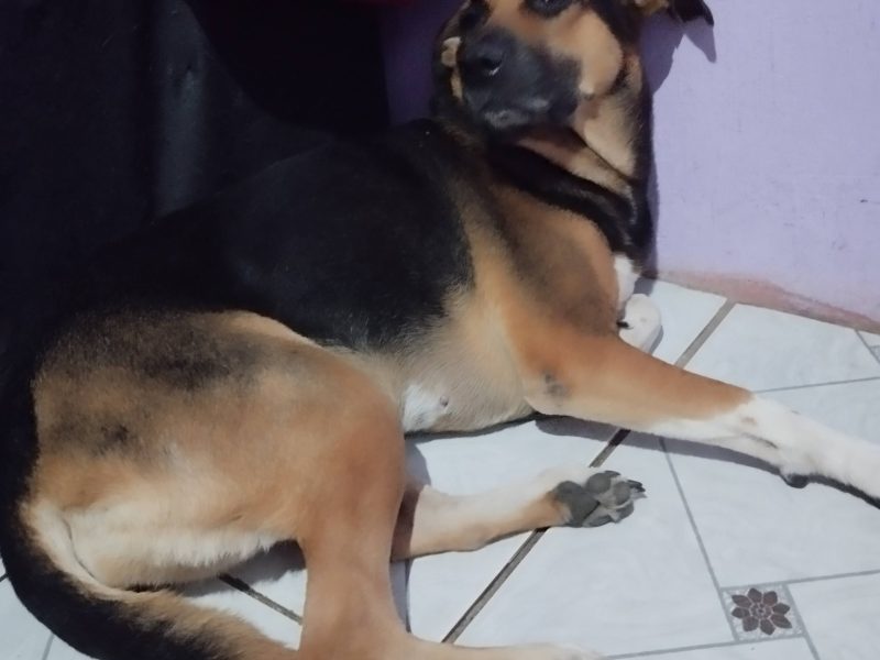 Shamyra (Adoção Urgente)