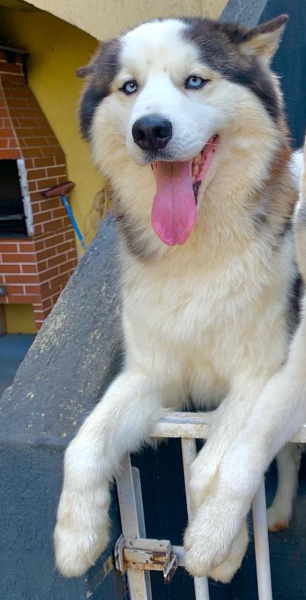 Athos (Adoção Urgente)