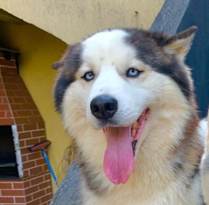 Athos (Adoção Urgente)