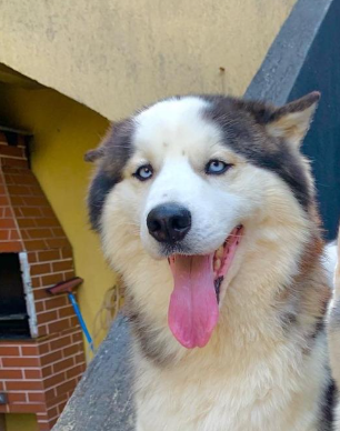 Athos (Adoção Urgente)