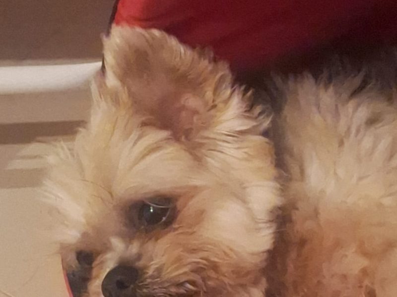 Marlon (Adoção Urgente)