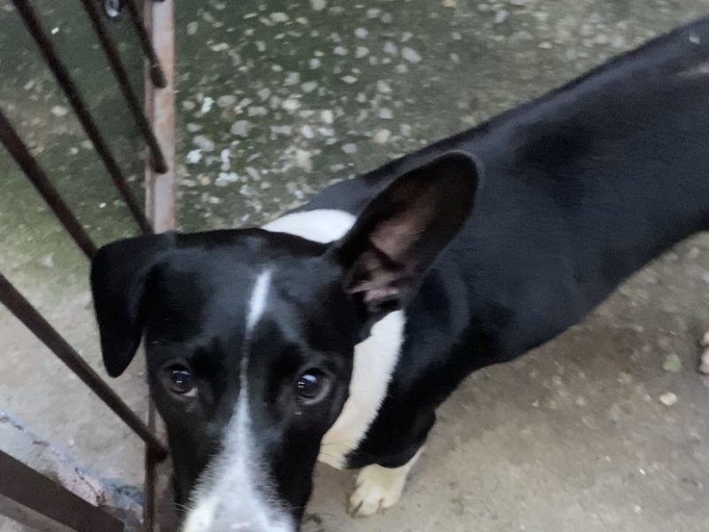 Maya (Adoção Urgente)