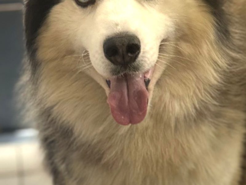 Athos (Adoção Urgente)