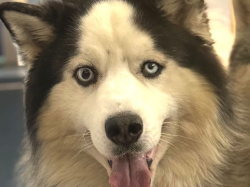 Athos (Adoção Urgente)
