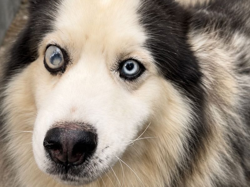 Athos (Adoção Urgente)