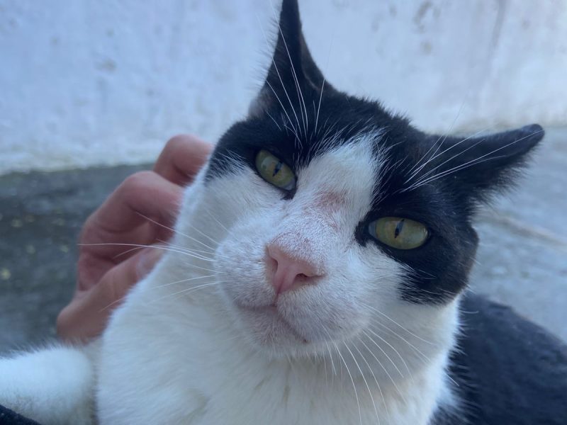 Floyd (Adoção Urgente)