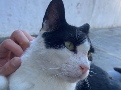 Floyd (Adoção Urgente)