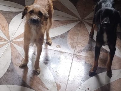 2 Cães (Adoção Urgente)