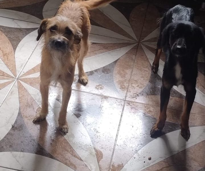 2 Cães (Adoção Urgente)