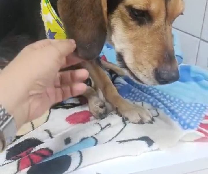 Bob (Adoção Urgente)