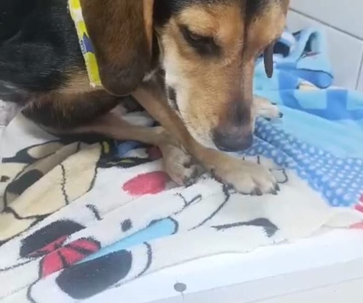 Bob (Adoção Urgente)