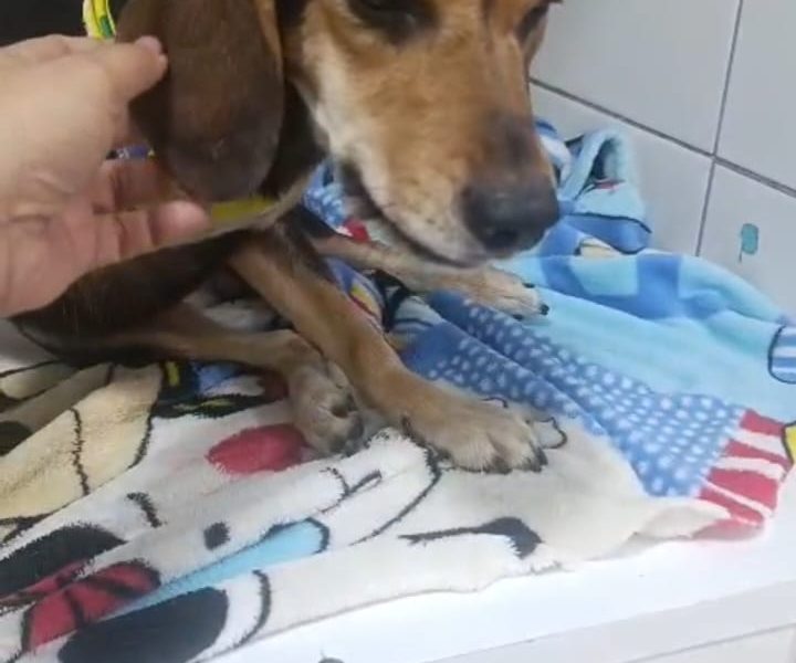 Bob (Adoção Urgente)
