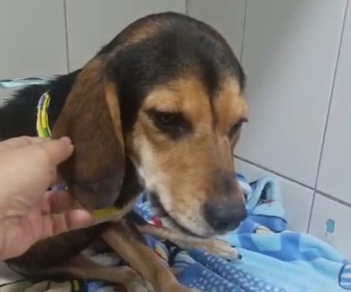 Bob (Adoção Urgente)