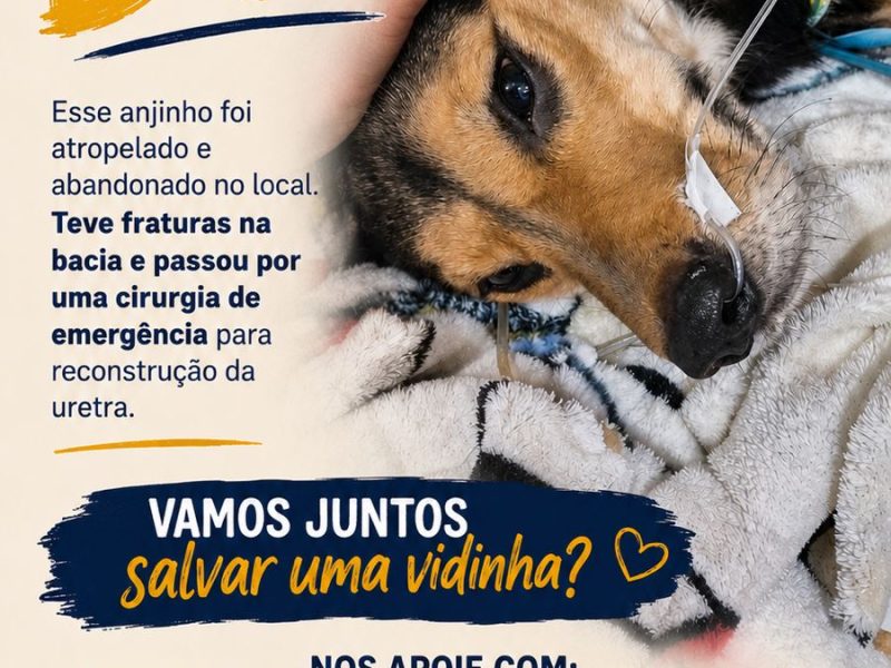 Bob (Adoção Urgente)