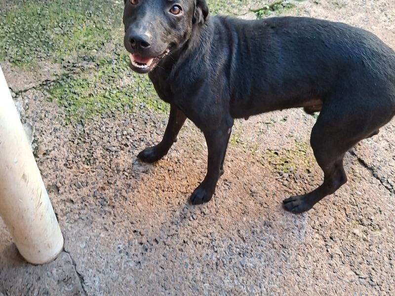 4 Cães (Adoção Urgente)
