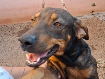4 Cães (Adoção Urgente)