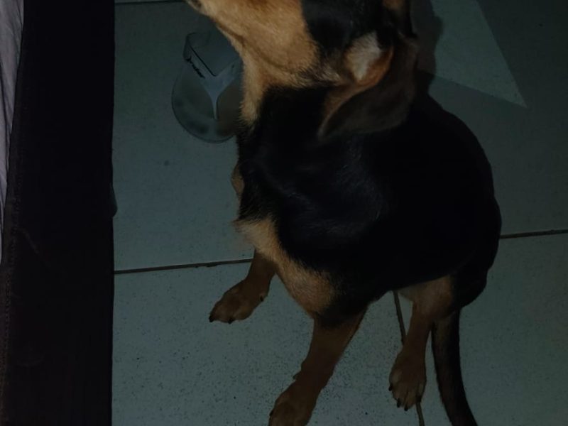 Fêmea (Adoção Urgente)