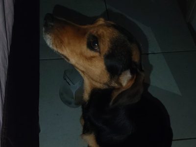 Fêmea (Adoção Urgente)