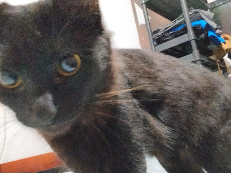 3 Gatos (Adoção Urgente)