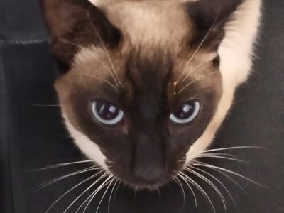 3 Gatos (Adoção Urgente)