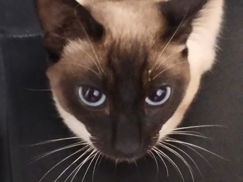 3 Gatos (Adoção Urgente)