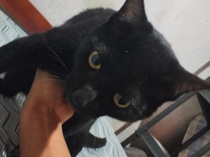 3 Gatos (Adoção Urgente)