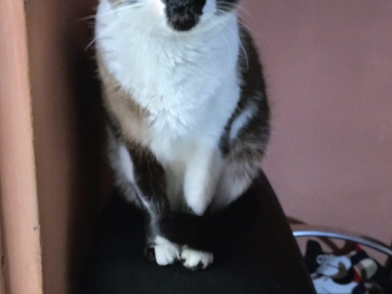 2 Gatos (Adoção Urgente)