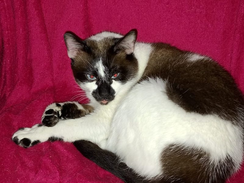 2 Gatos (Adoção Urgente)
