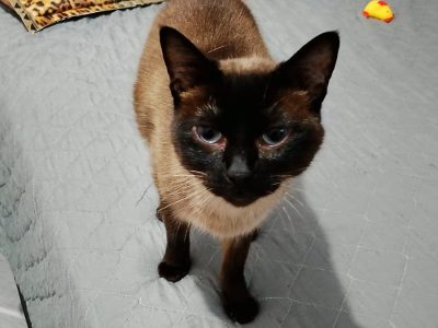 2 Gatos (Adoção Urgente)