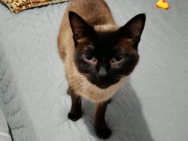 2 Gatos (Adoção Urgente)