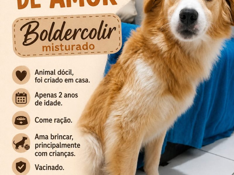 Bethoven (Adoção Urgente)