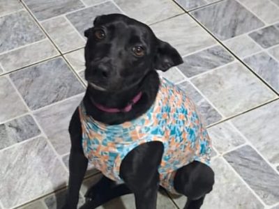 Jade (Adoção Urgente)