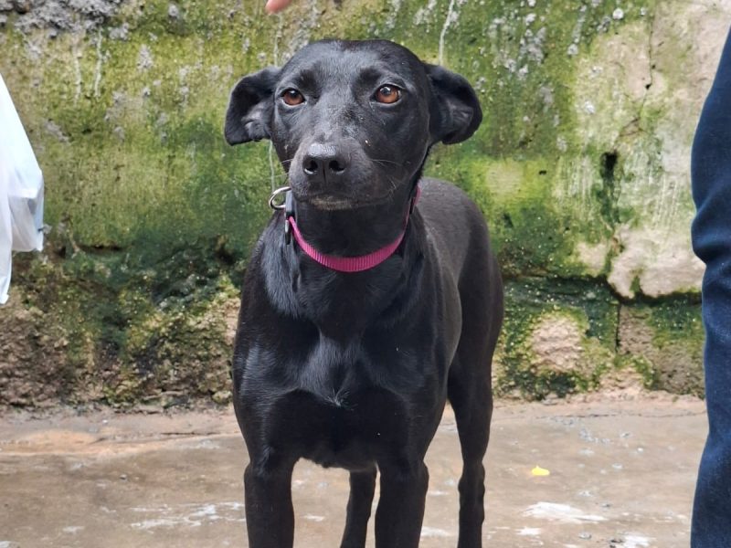 Jade (Adoção Urgente)