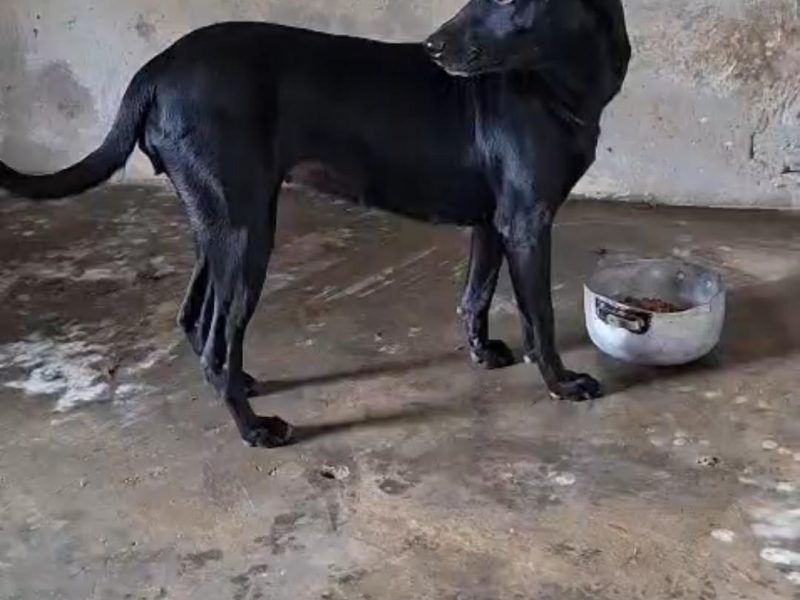 Jade (Adoção Urgente)