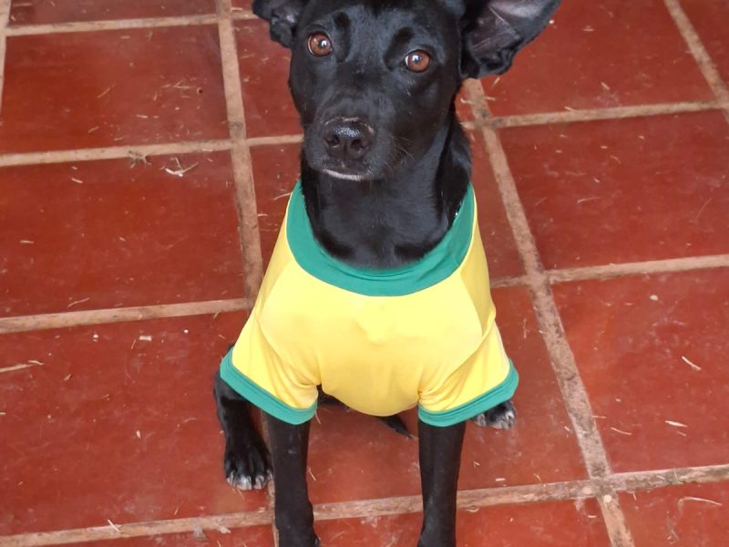 Jade (Adoção Urgente)