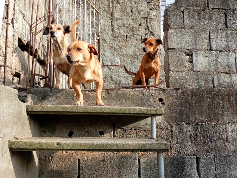 3 Cães (Adoção Urgente)