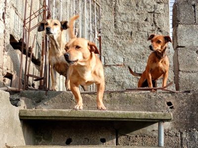 3 Cães (Adoção Urgente)