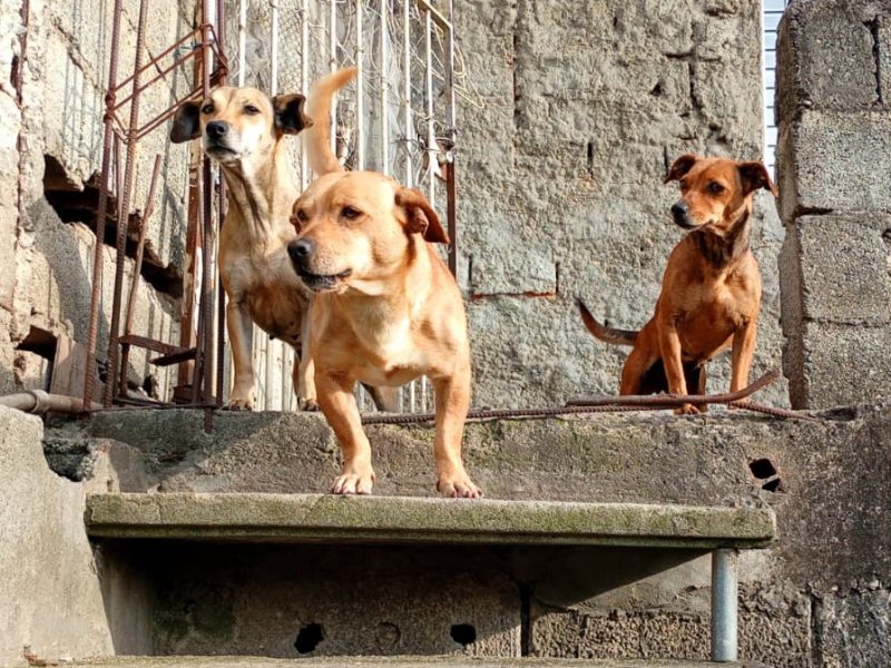 3 Cães (Adoção Urgente)