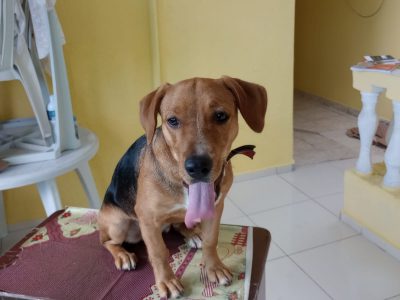 Porte P (Adoção Urgente)