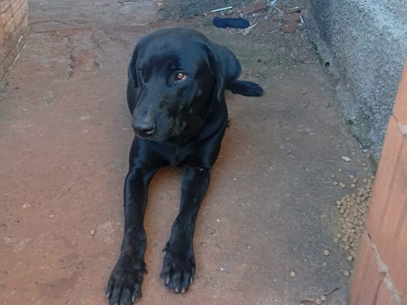 2 Cães (Adoção Urgente)