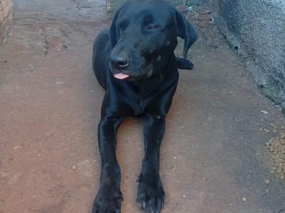 2 Cães (Adoção Urgente)