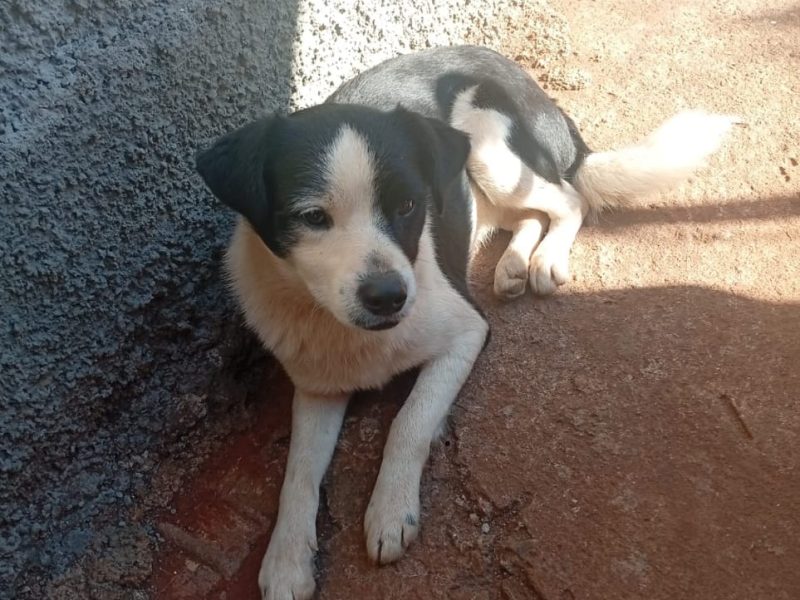 2 Cães (Adoção Urgente)