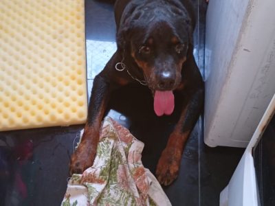 Rottweiler (Adoção Urgente)