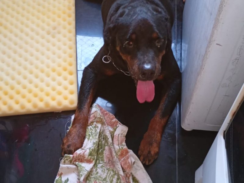 Rottweiler (Adoção Urgente)