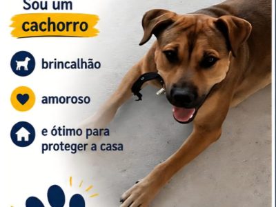 Porte M (Adoção Urgente)