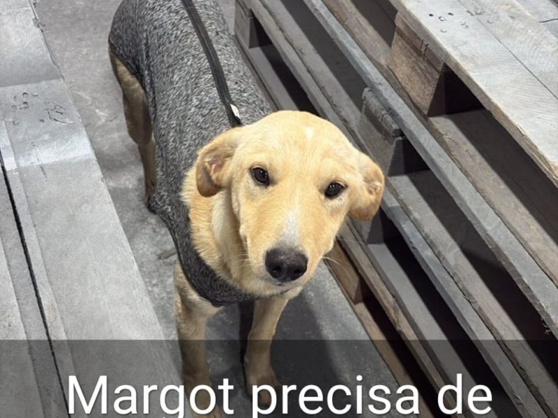 Margot e Nina (Adoção Urgente)