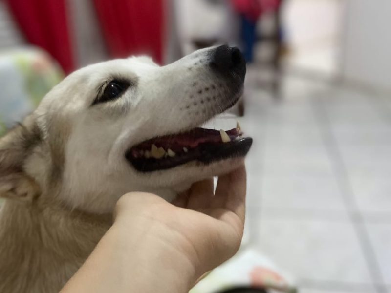 Zoe (Adoção Urgente)