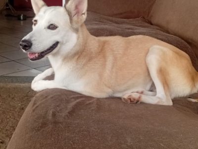 Zoe (Adoção Urgente)